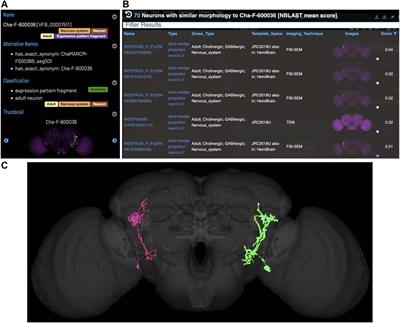 Virtual Fly Brain—An interactive atlas of the Drosophila nervous system